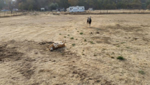 a dog and a goat in a field